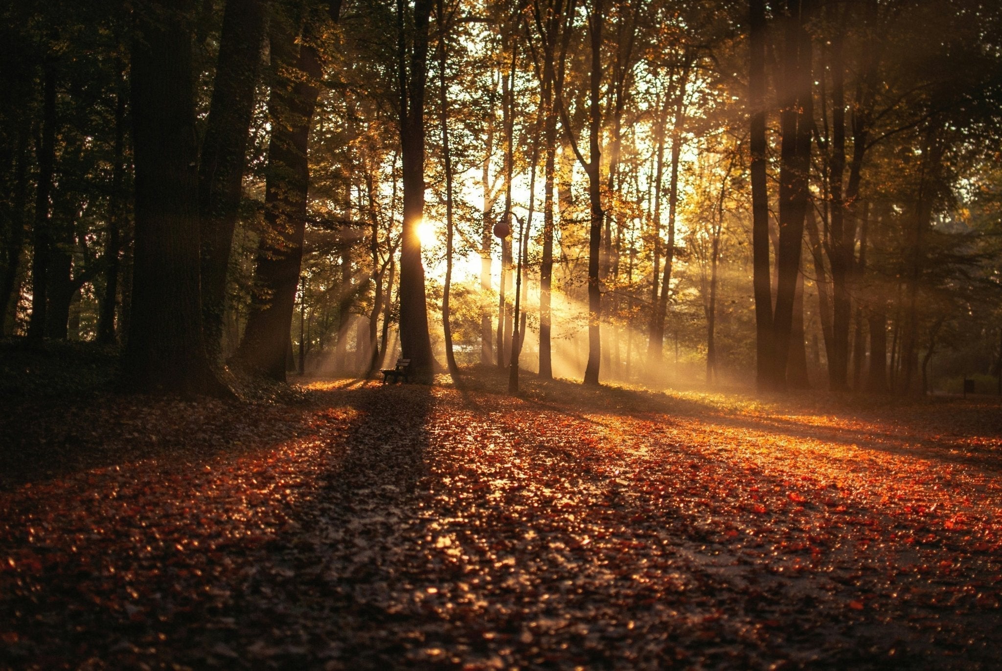 Wald mit Sonnenlicht im Fünfseenland im Herbst 2025 mit Ammersoul