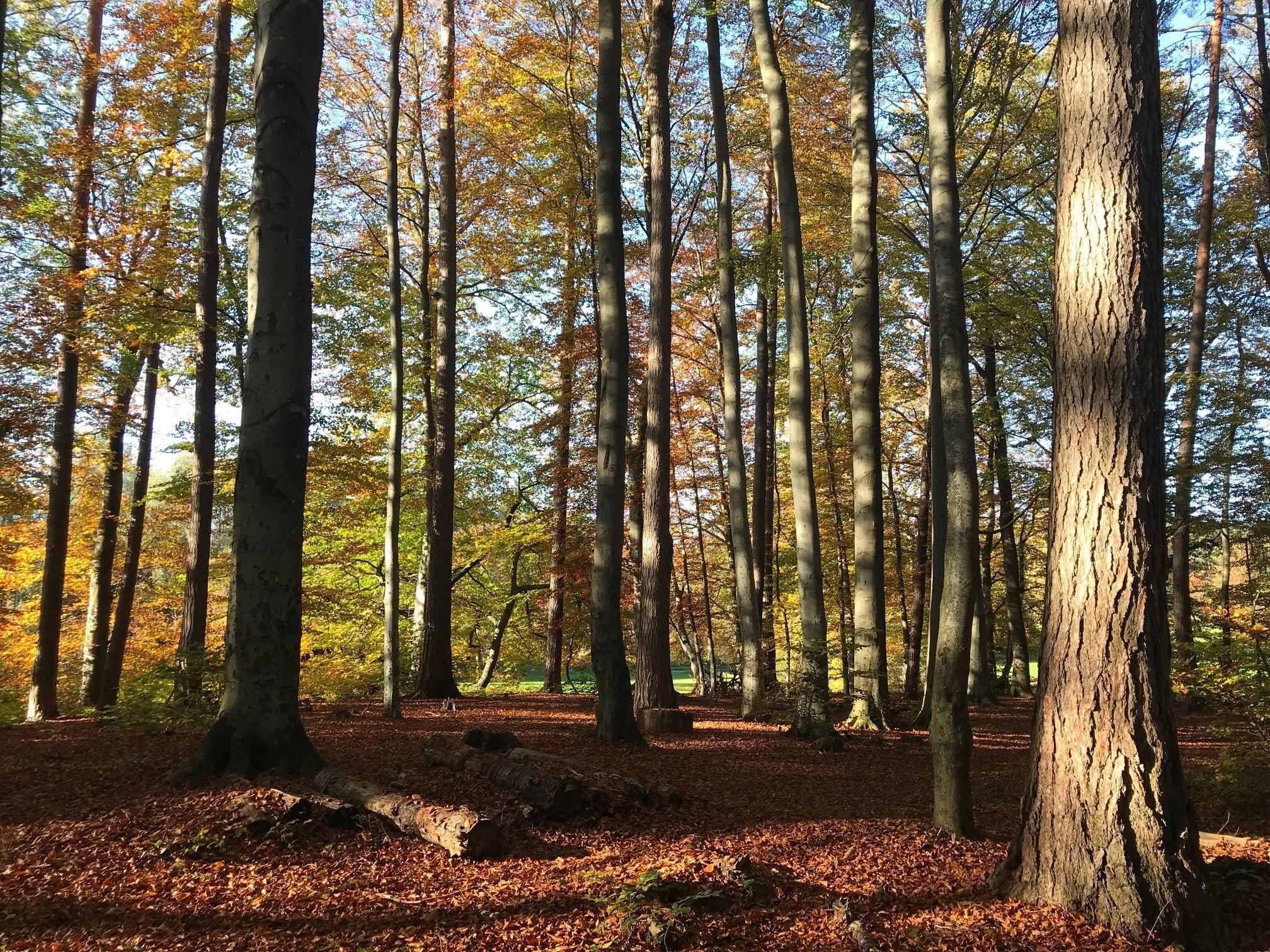 Ammersoul Herbst 2025 Mood, Wald im Herbst, Schondorf am Ammersee im Fünfseenland